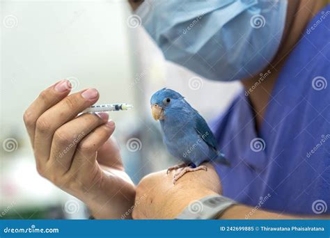 vet med drop test birds|medication for birds.